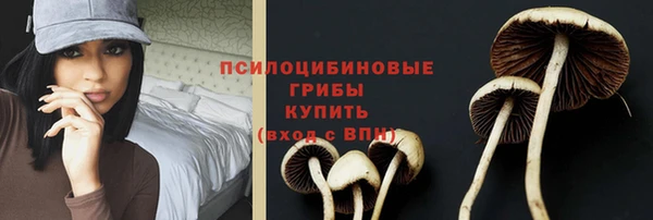 ПСИЛОЦИБИНОВЫЕ ГРИБЫ Новозыбков