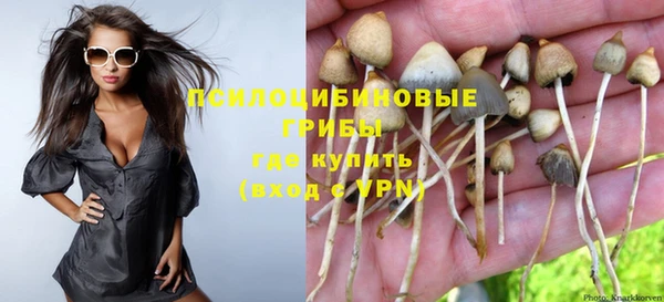 ПСИЛОЦИБИНОВЫЕ ГРИБЫ Новозыбков